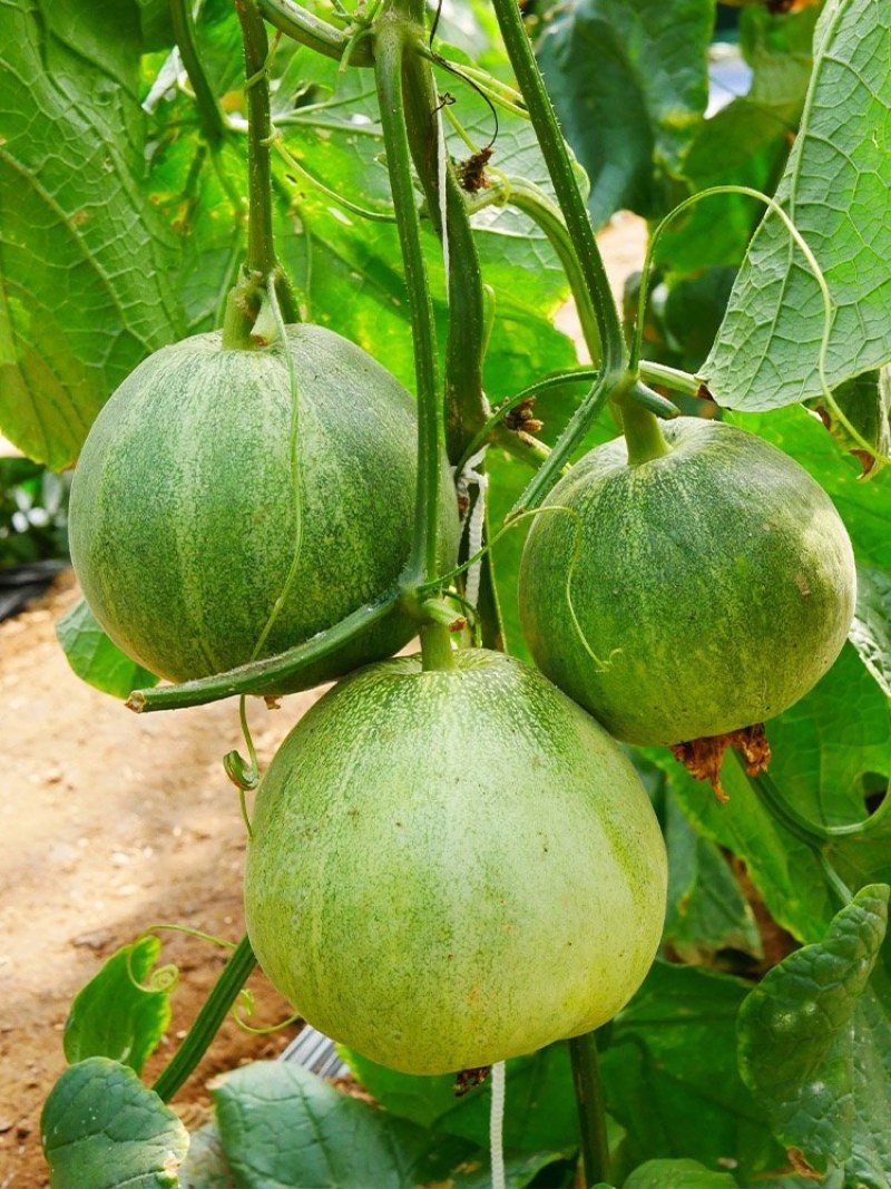 山东露天头茬绿宝甜瓜，现货基地一手货源，保质保量对接全国