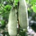 【现货】博洋羊角蜜甜瓜，基地现货脆甜可口，对接全国市场