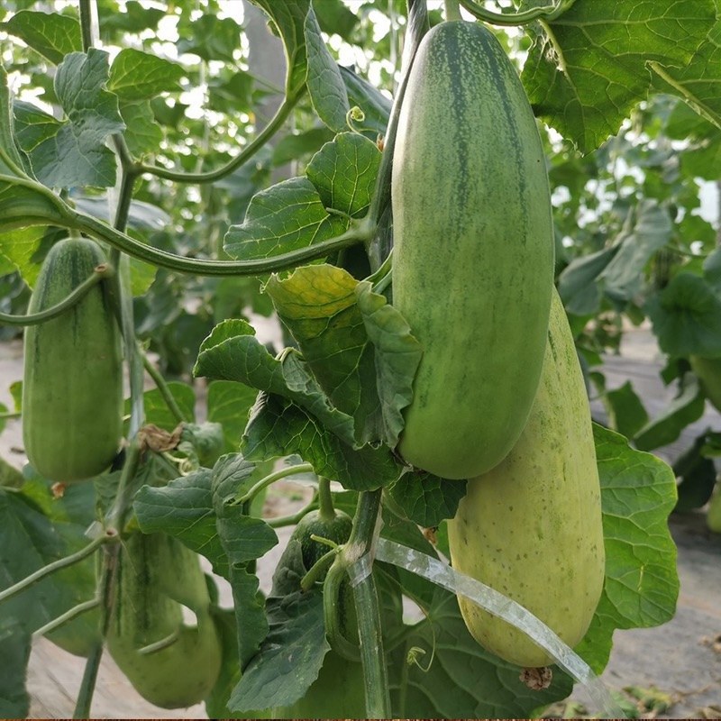 【现货】博洋羊角蜜甜瓜，基地现货脆甜可口，对接全国市场