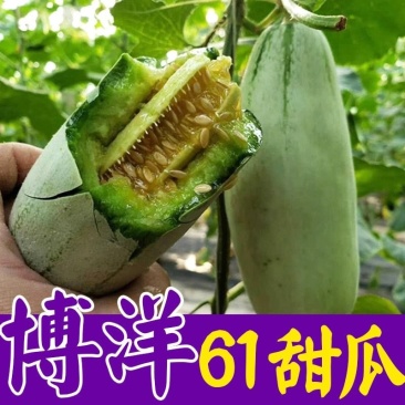 精品山东博洋61甜瓜，大量上市，一手货源保质保量，全国可供