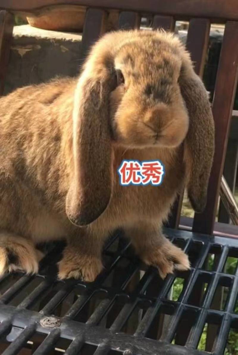 公羊兔肉兔公母兔垂耳兔怀孕宠物兔活物兔子养殖基地
