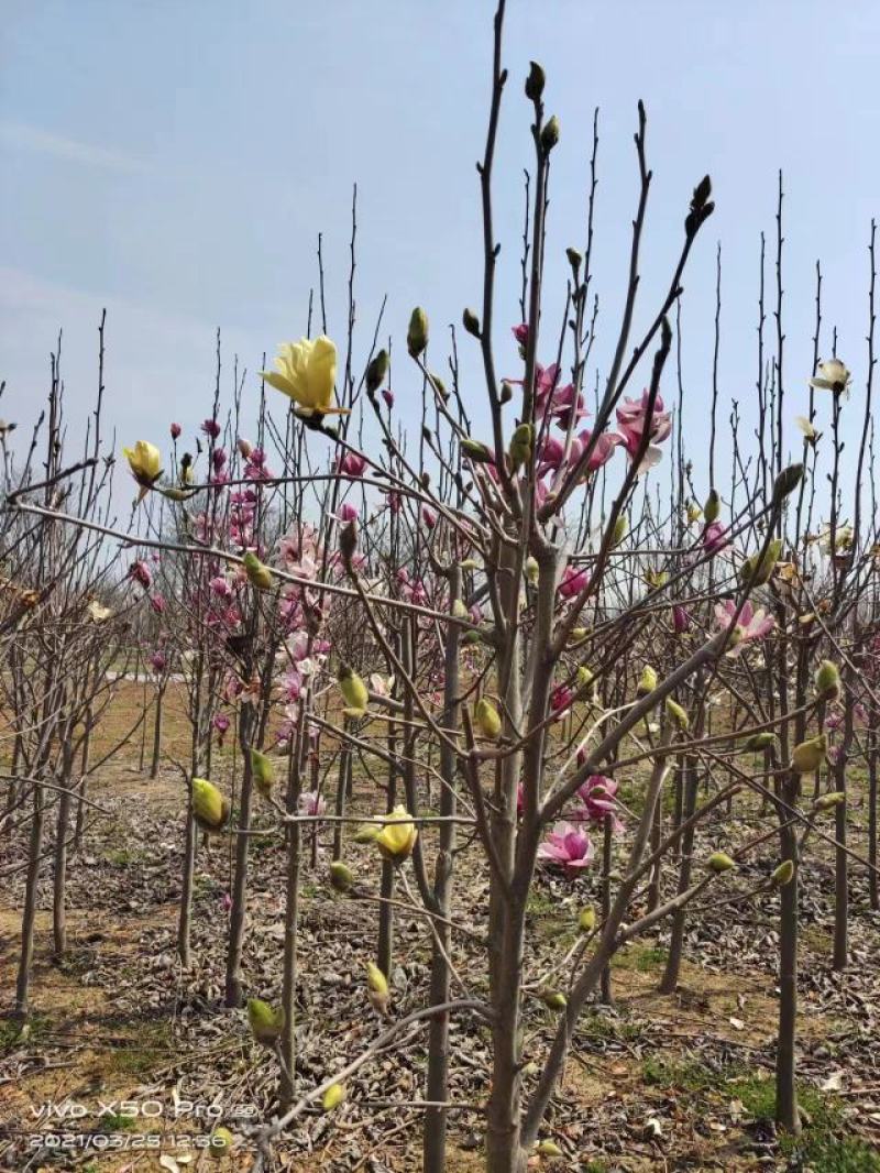 白玉兰紫玉兰树苗百亩苗圃直发支持视频选购