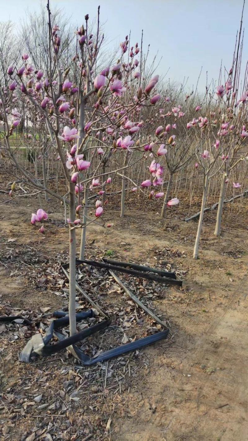 白玉兰紫玉兰树苗百亩苗圃直发支持视频选购