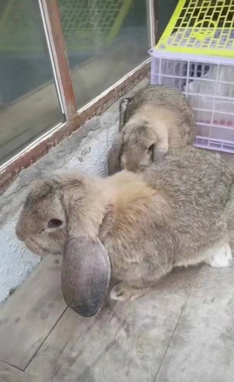 垂耳兔公羊兔纯种公羊兔巨型肉兔活物大型垂耳兔
