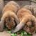 垂耳兔公羊兔纯种公羊兔巨型肉兔活物大型垂耳兔