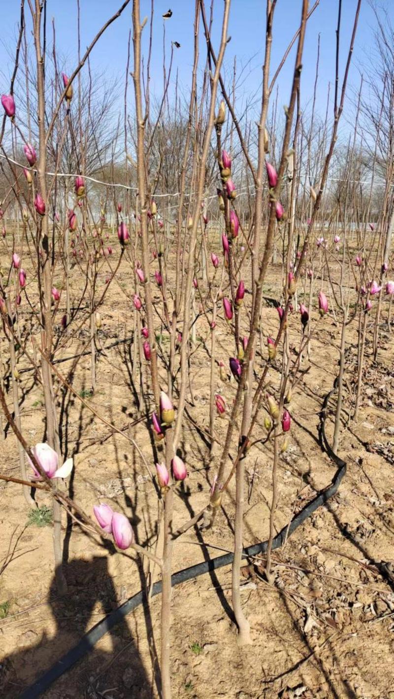 紫玉兰多规格可选专业苗圃直发欢迎联系可视频号树