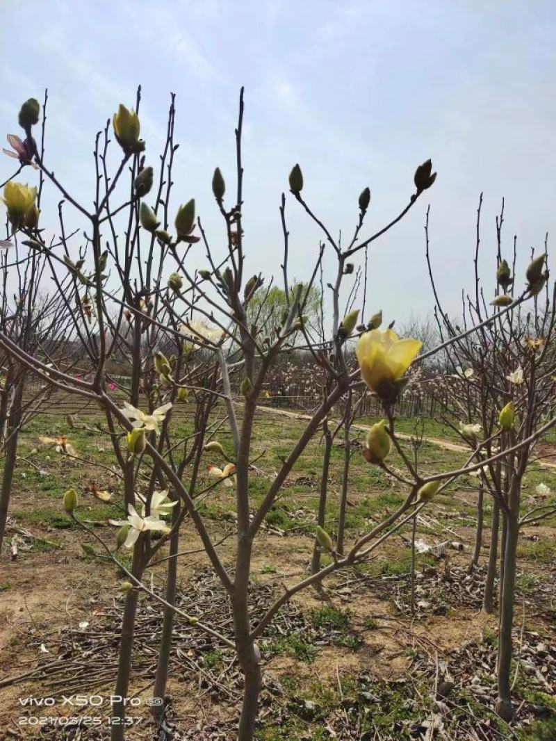 紫玉兰多规格可选专业苗圃直发欢迎联系可视频号树