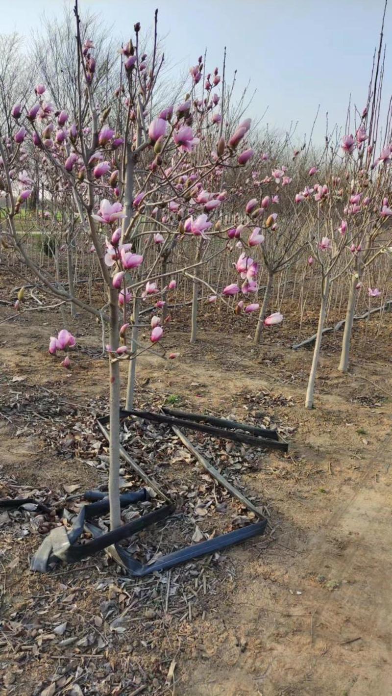 紫玉兰多规格可选专业苗圃直发欢迎联系可视频号树