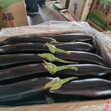 绥中精品大茄子