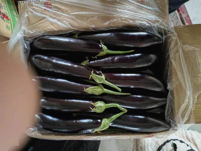 绥中精品大茄子
