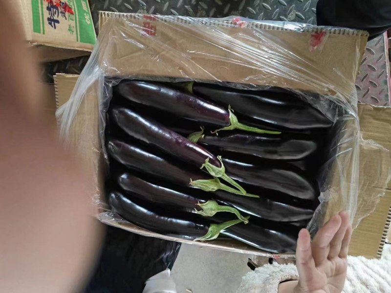 绥中精品大茄子