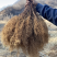 农户自销五味子苗一年苗现起苗发货、根系发达