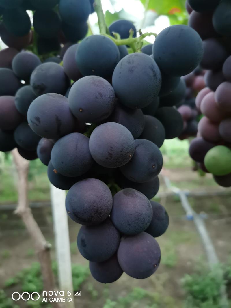 徐州葡萄精品巨峰葡萄，产地直发，一手货源，颗粒大，不掉粒