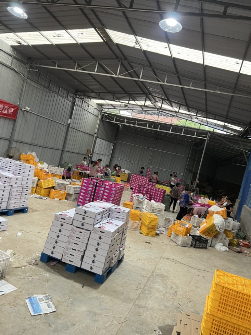 四川成都龙泉驿水蜜桃水果现摘现发新鲜一件代发蜜桃