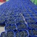 云南露天优瑞卡蓝莓500亩大量上市，口感爆棚，脆香甜