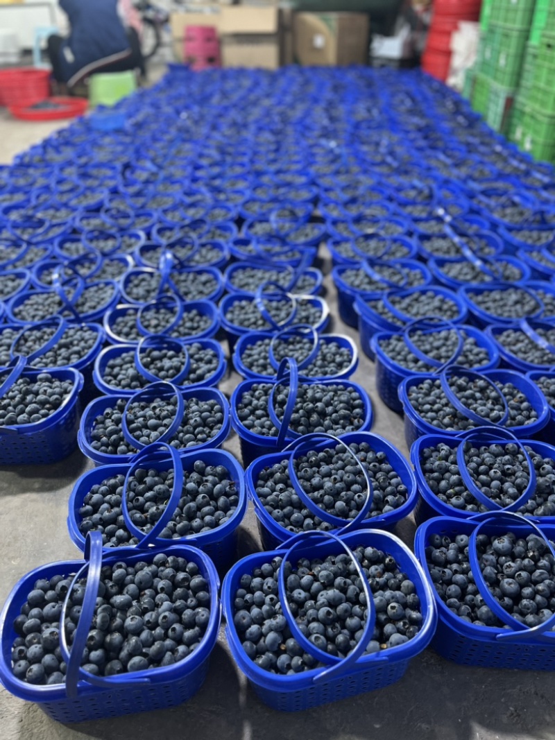 云南露天优瑞卡蓝莓500亩大量上市，口感爆棚，脆香甜