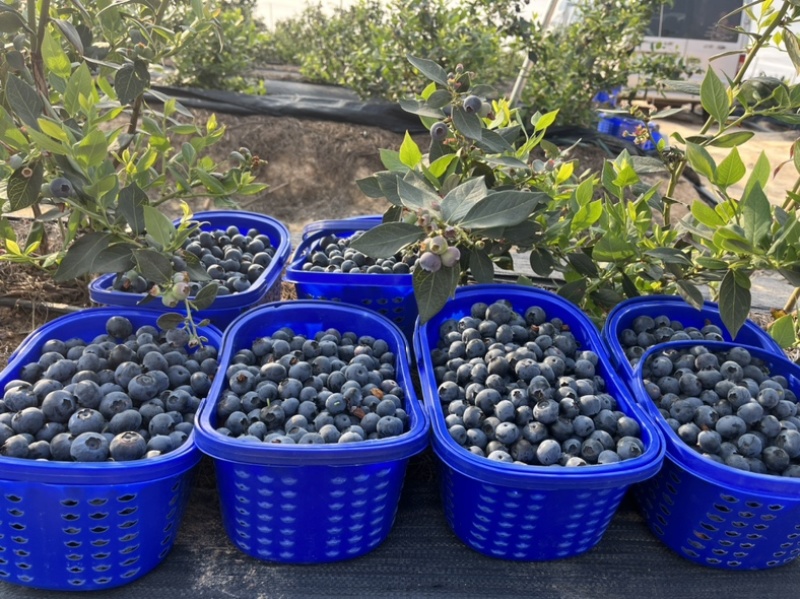 云南露天优瑞卡蓝莓500亩大量上市，口感爆棚，脆香甜