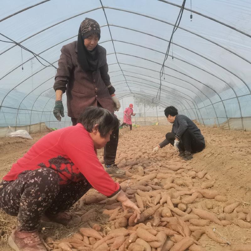 商薯19苗中华淀粉王一号红薯苗大量供应红薯苗基地直发