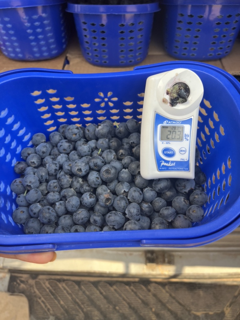 云南露天优瑞卡蓝莓500亩大量上市，口感爆棚，脆香甜