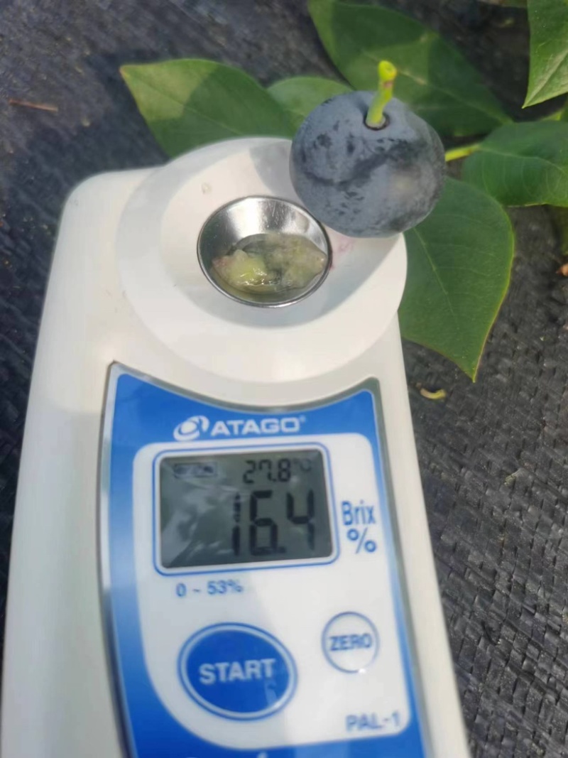 云南露天优瑞卡蓝莓500亩大量上市，口感爆棚，脆香甜