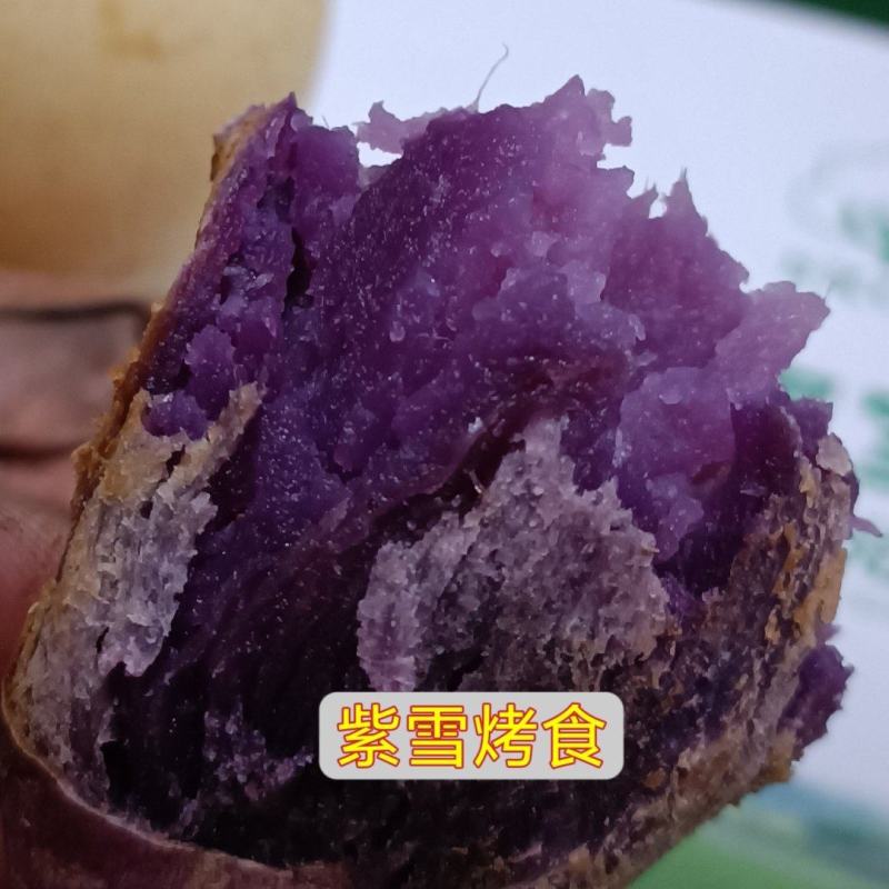 紫雪蜜薯花心薯高糖紫心薯高端蜜薯新品种