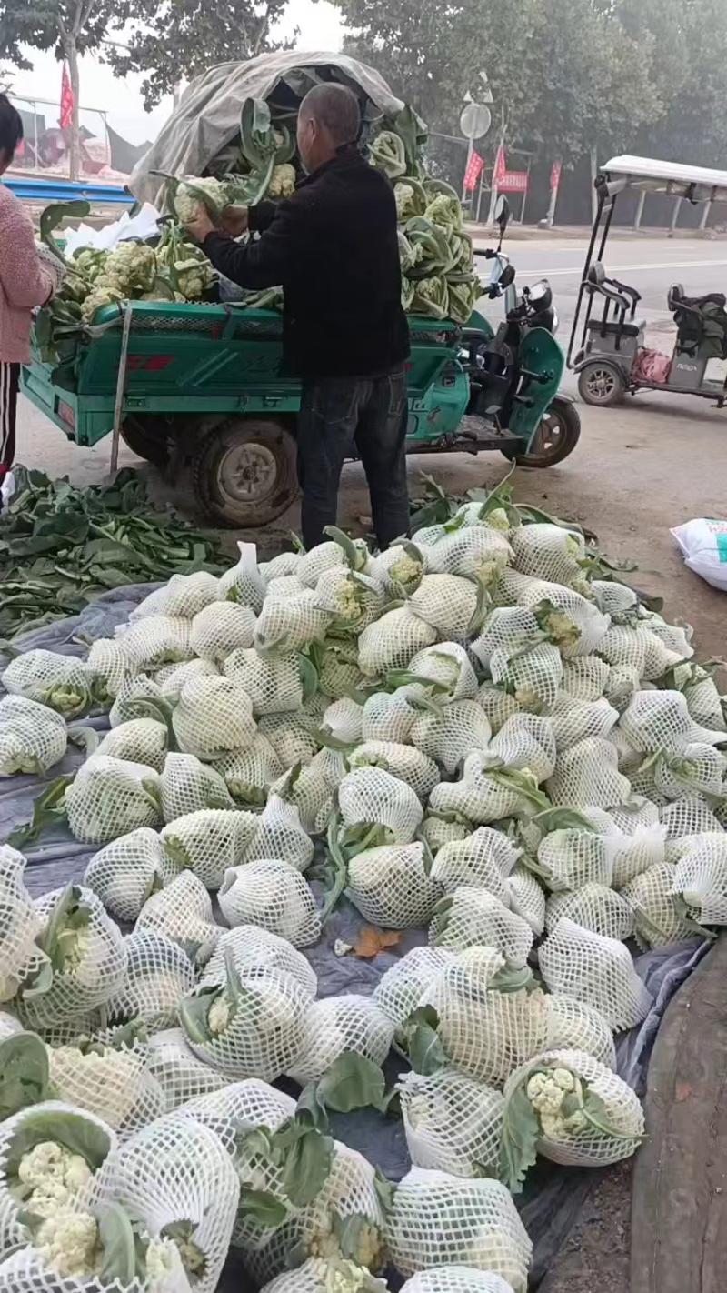 精品现货白面菜花，质量保证个头均匀，市场商超均可供应