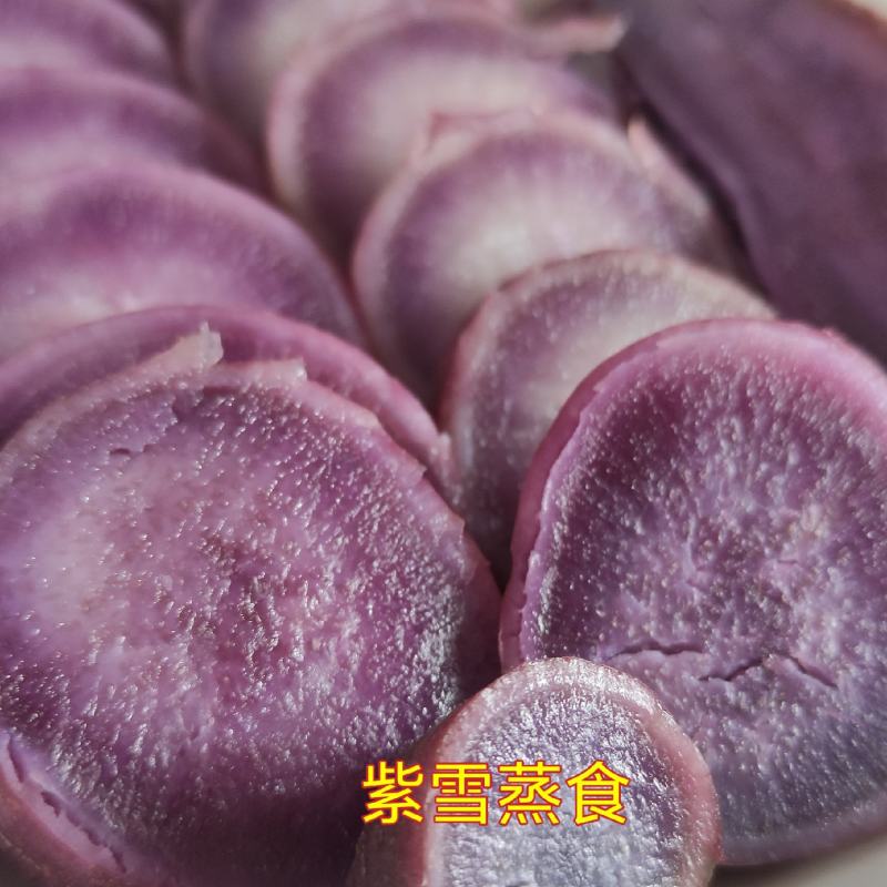 紫雪蜜薯花心薯高糖紫心薯高端蜜薯新品种