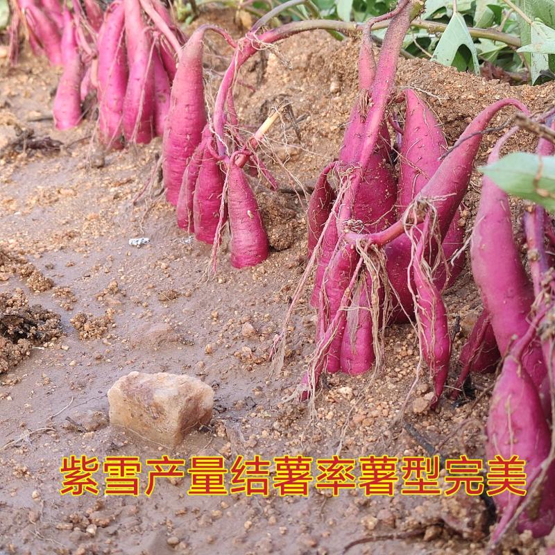 紫雪蜜薯花心薯高糖紫心薯高端蜜薯新品种