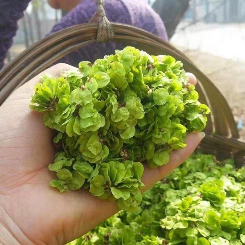 两千亩地产值二十万斤现摘现发