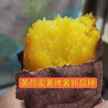 黄颜蜜薯新品种烤薯新品种
