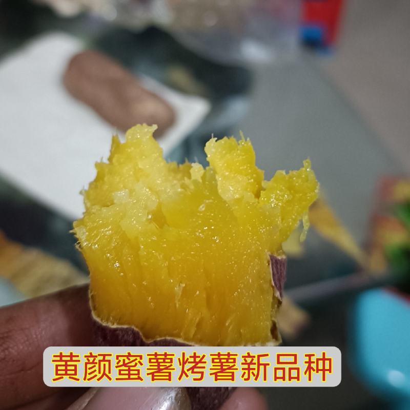 黄颜蜜薯新品种烤薯新品种