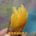 黄颜蜜薯新品种烤薯新品种