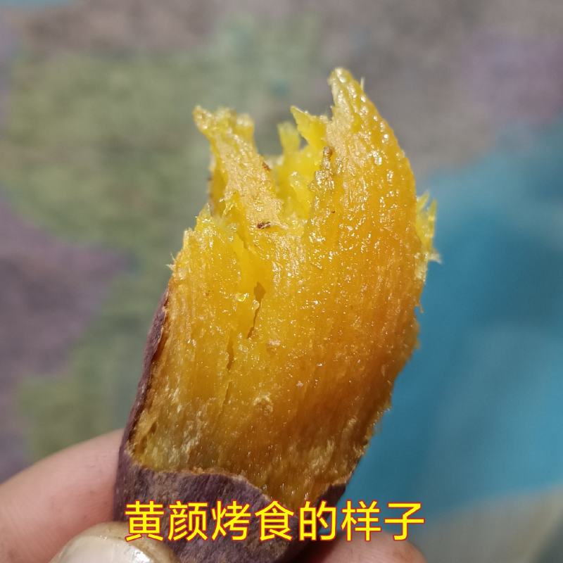 黄颜蜜薯新品种烤薯新品种
