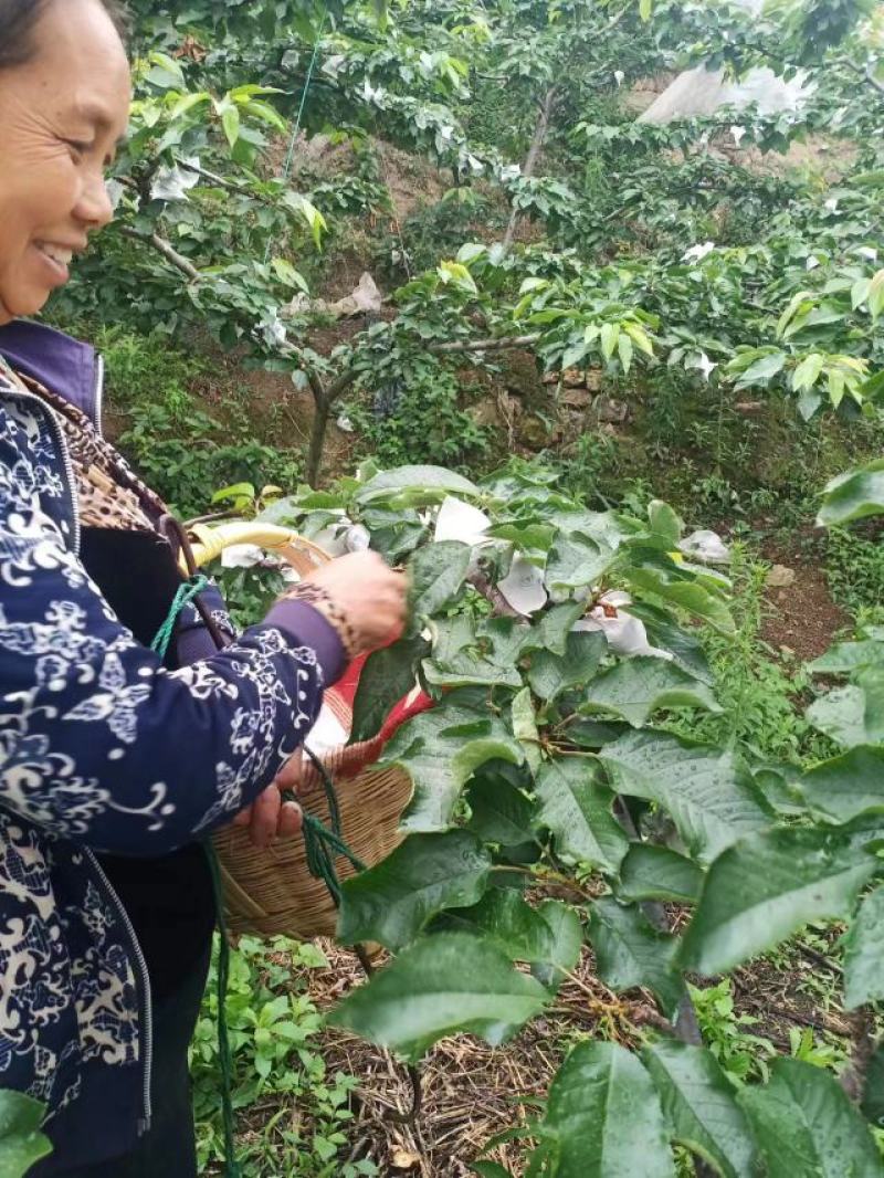 【热卖中】车厘子汉源车厘子黑珍珠套袋大樱桃一件代发