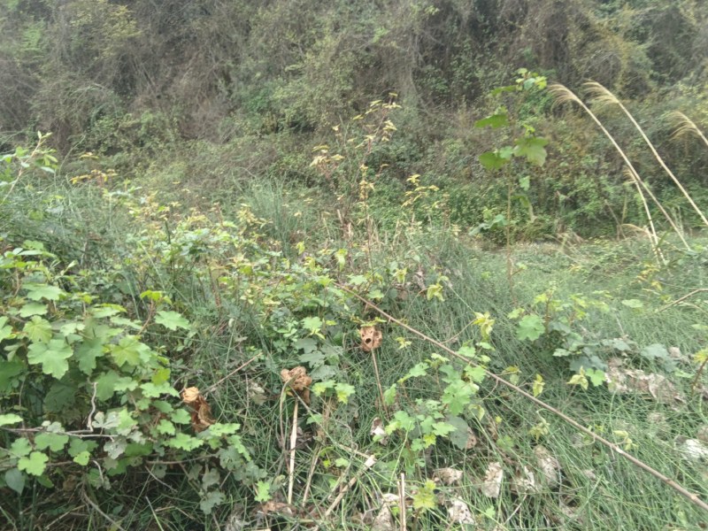 节节草
