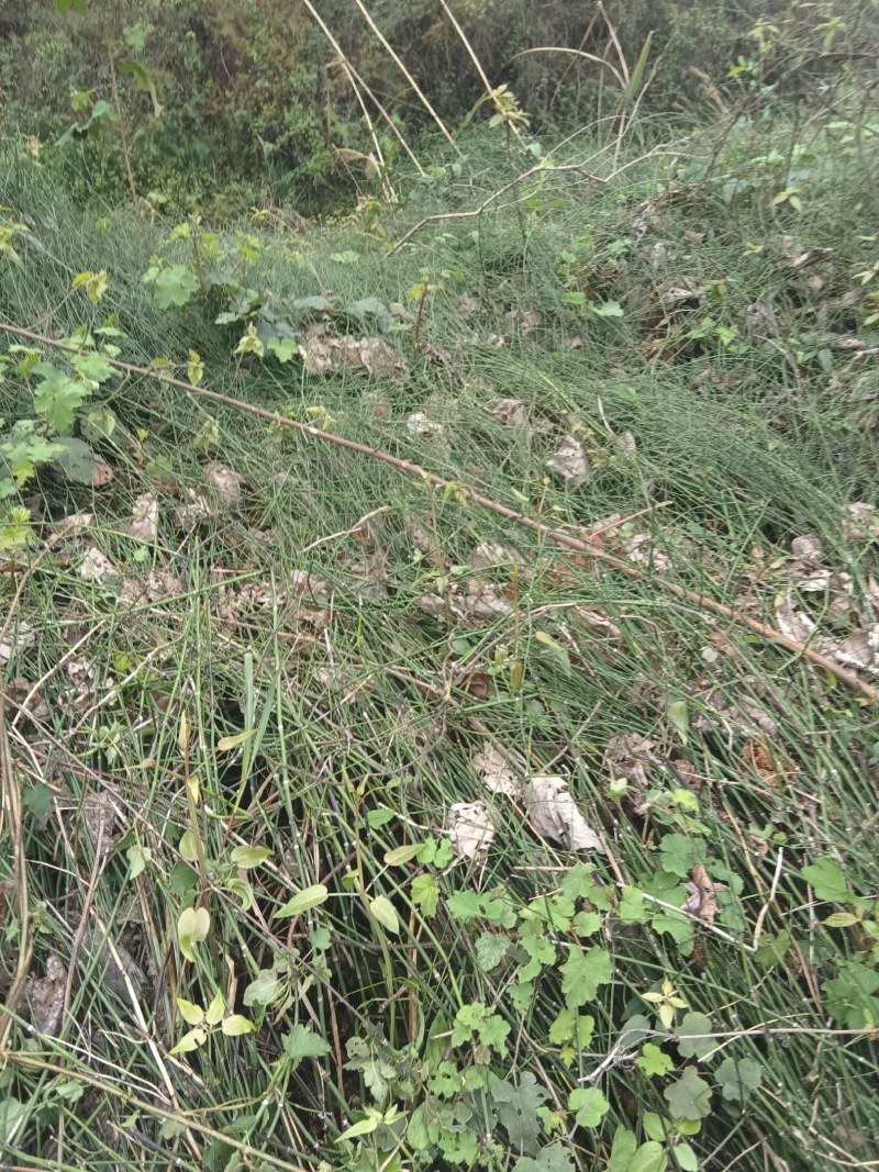 节节草