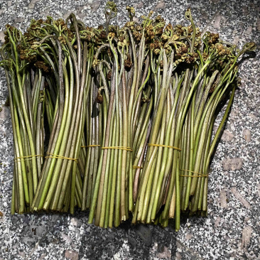 大量新鲜蕨菜供应批发市场每天几万斤