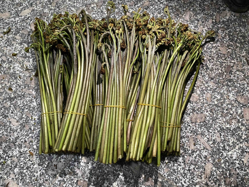 大量新鲜蕨菜供应批发市场每天几万斤