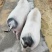 湖南湘潭地标土猪品种，华中两头乌，纯种沙子岭土猪