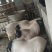 湖南湘潭地标土猪品种，华中两头乌，纯种沙子岭土猪