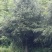 雪松米径20一23公分150棵左右，25公分有45棵左右