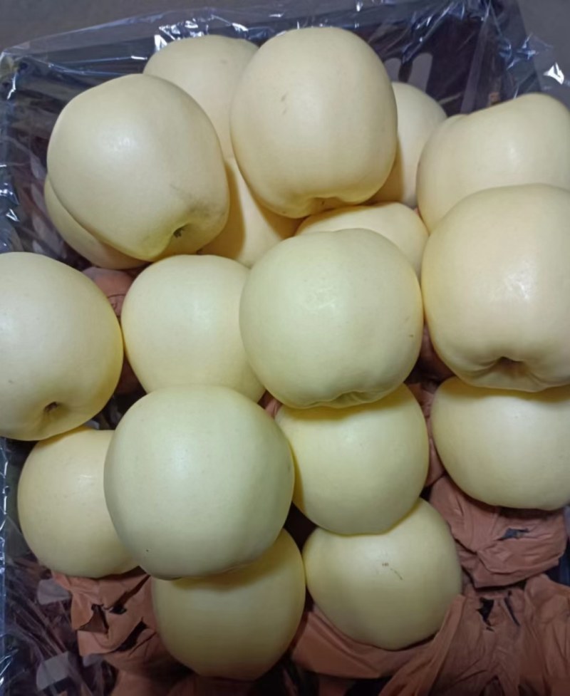 【精品】辽宁绥中黄元帅苹果万亩基地货源充足对接商超批发