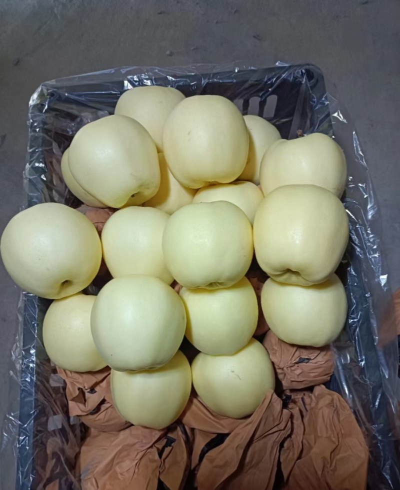 【精品】辽宁绥中黄元帅苹果万亩基地货源充足对接商超批发