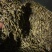 云南特产正宗生太茶