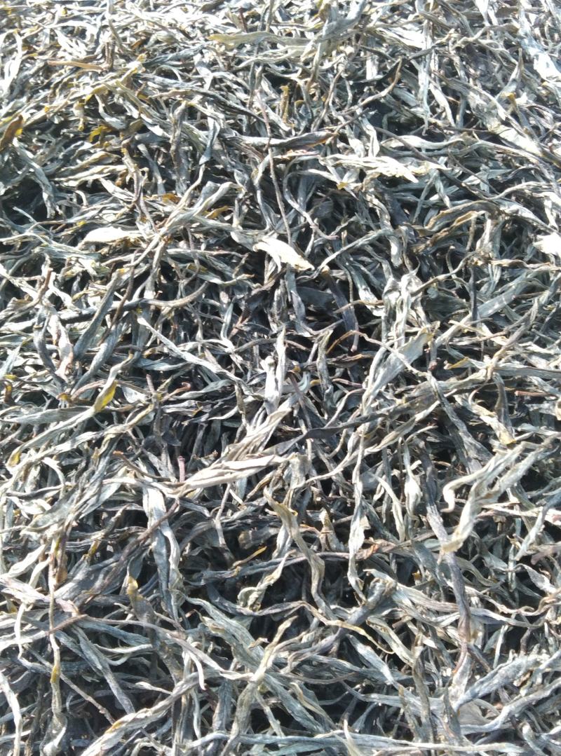 云南特产正宗生太茶