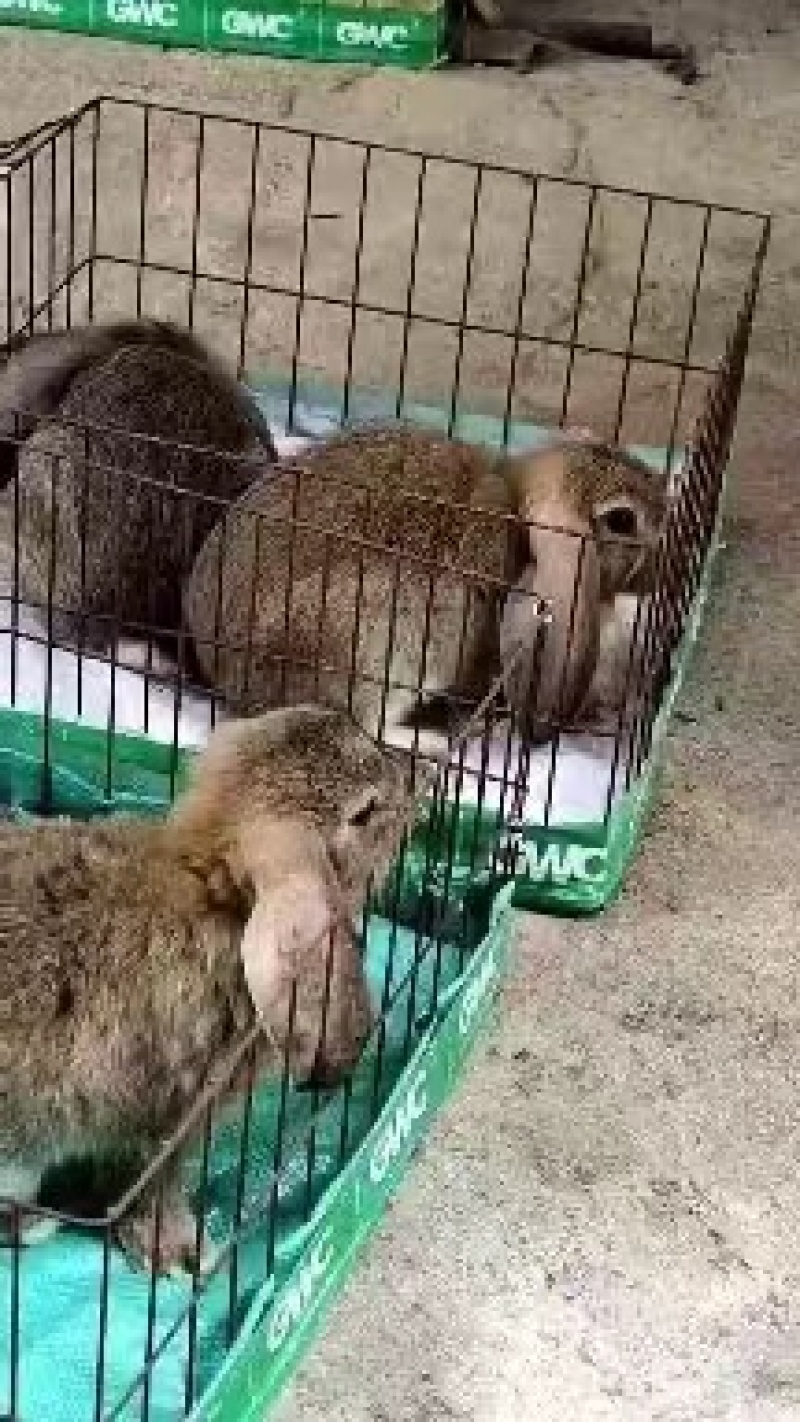纯种公羊兔怀孕宠物巨型