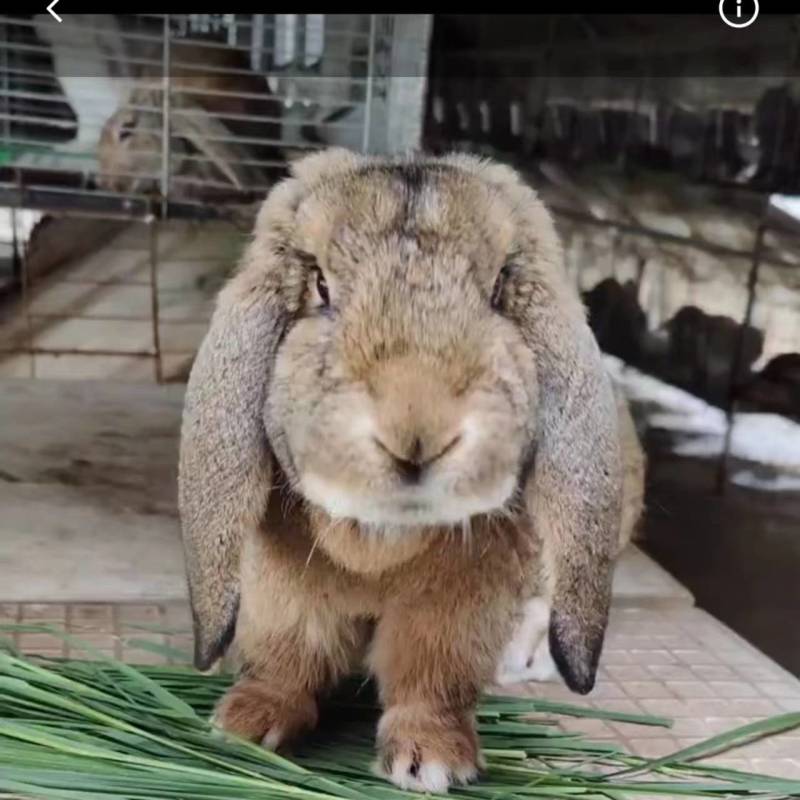 纯种公羊兔怀孕宠物巨型