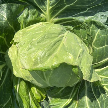 牛心甘蓝