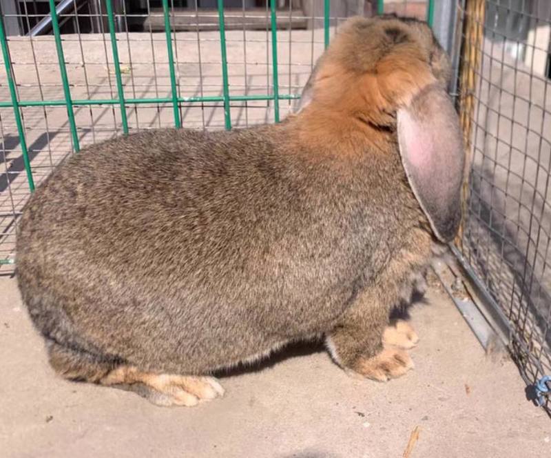 大巨型巨兔公羊兔养殖纯种公羊兔