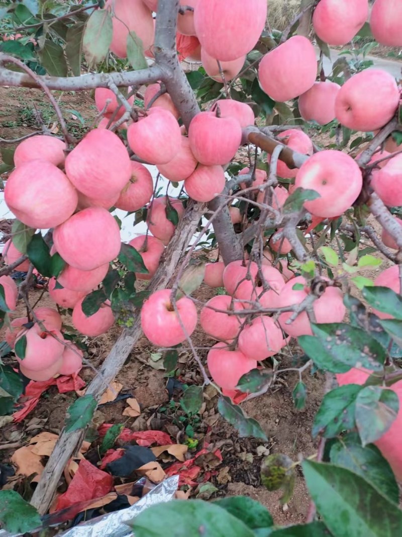 【基地】辽宁绥中红富士苹果常年供应货源充足大量批发